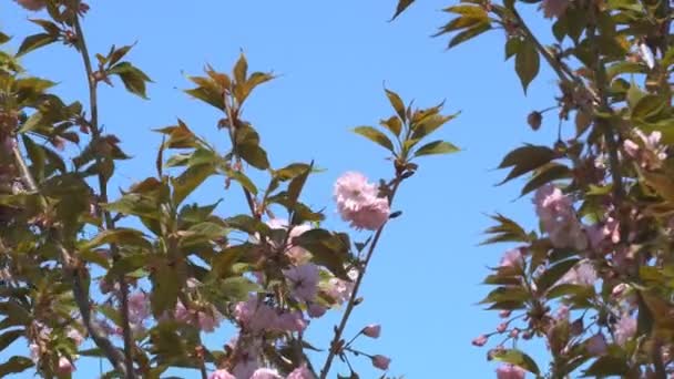 Sakura Kwiaty Wiosnę Powiększ Różowy Kwiat Wiśni Ogrodzie Rosy Sakura — Wideo stockowe