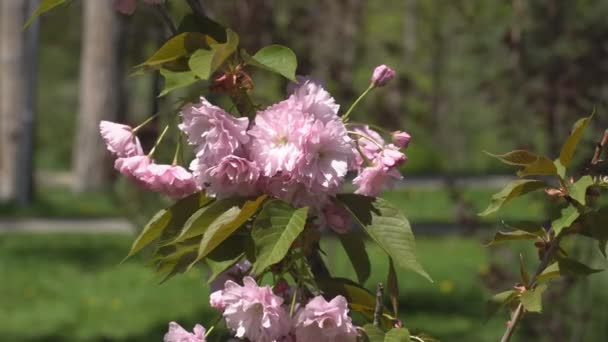 Sakura Fiorisce Primavera Ingrandisci Fiori Ciliegio Rosa Giardino Rosy Sakura — Video Stock