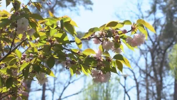 Baharda Sakura Çiçekleri Yakınlaştırın Bahçede Pembe Kiraz Çiçeği Dal Üzerinde — Stok video