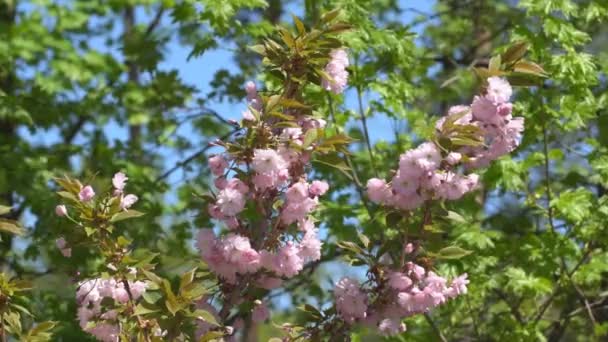 Baharda Sakura Çiçekleri Yakınlaştırın Bahçede Pembe Kiraz Çiçeği Dal Üzerinde — Stok video