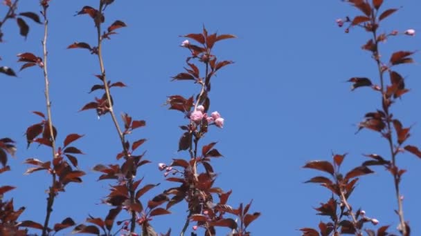 Sakura Fleurit Printemps Zoome Fleur Cerisier Rose Dans Jardin Rosy — Video