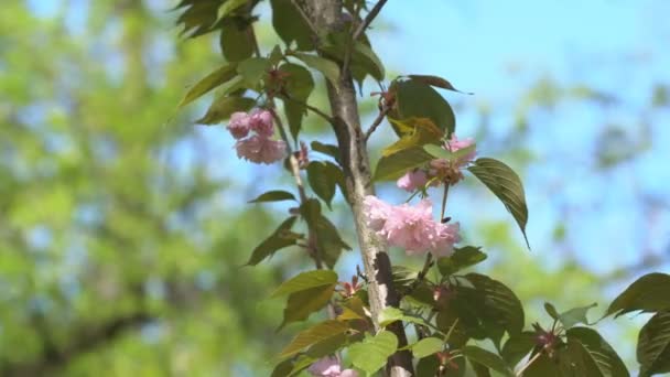 Sakura Bloeit Lente Zoom Roze Kersenbloesem Tuin Rosy Sakura Bloemen — Stockvideo