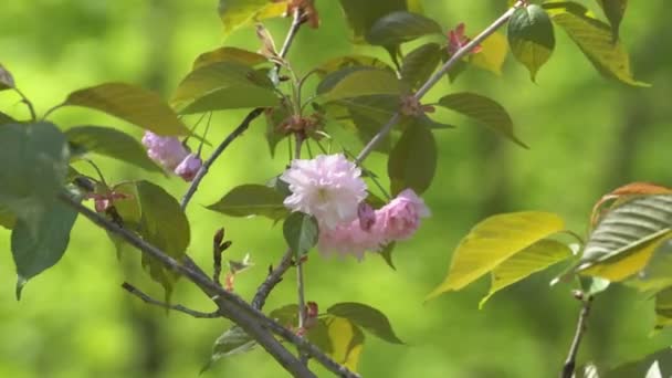 Sakura Kwiaty Wiosnę Powiększ Różowy Kwiat Wiśni Ogrodzie Rosy Sakura — Wideo stockowe