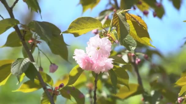 Квіти Сакури Весною Зблизіть Рожева Вишня Цвіте Саду Квіти Рожевої — стокове відео