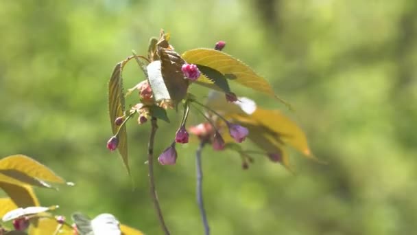 Квіти Сакури Весною Зблизіть Рожева Вишня Цвіте Саду Квіти Рожевої — стокове відео