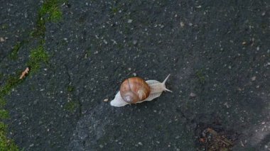 Yakından çekilen büyük bir salyangoz yavaşça kaldırımda sürünüyor.