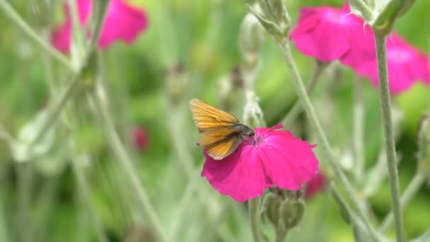 Mariposa Marrón Recogiendo Néctar Las Flores Gran Lecho Flores — Vídeo de stock