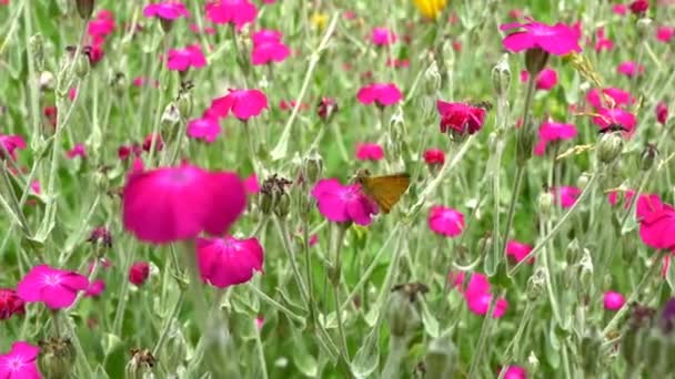 Farfalla Marrone Che Raccoglie Nettare Sui Fiori Una Grande Aiuola — Video Stock