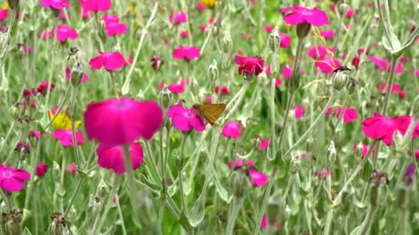 褐色蝴蝶在大花坛上的花朵上采蜜 — 图库视频影像