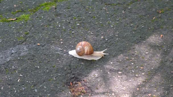 Gran Caracol Disparado Primer Plano Lentamente Arrastra Por Acera — Vídeos de Stock