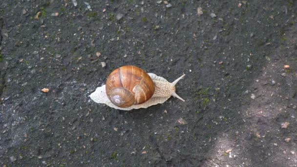 Un gros escargot, tourné en gros plan, rampant lentement le long du trottoir