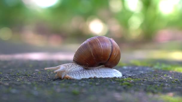 Gran Caracol Disparado Primer Plano Lentamente Arrastra Por Acera — Vídeo de stock