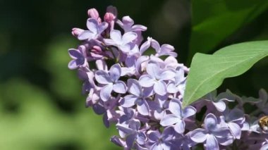 Yaz parkında açan leylak.