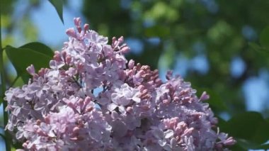 Yaz parkında açan leylak.