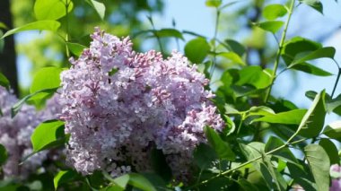 Yaz parkında açan leylak.