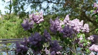 Yaz parkında açan leylak.