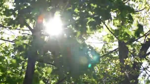 Οι ακτίνες του ήλιου μέσα από τα κλαδιά — Αρχείο Βίντεο
