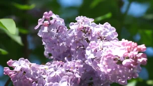여름 공원에서 꽃피는 라일락 — 비디오