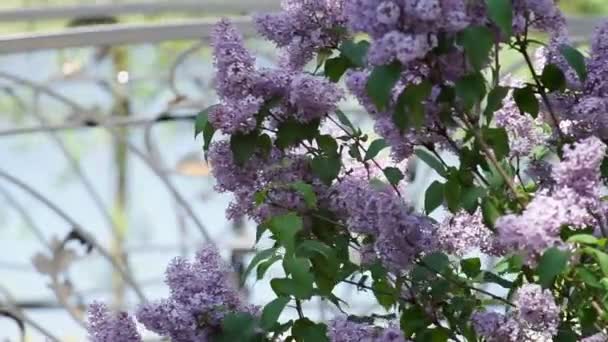 Lilac bloeiend in een zomer park — Stockvideo