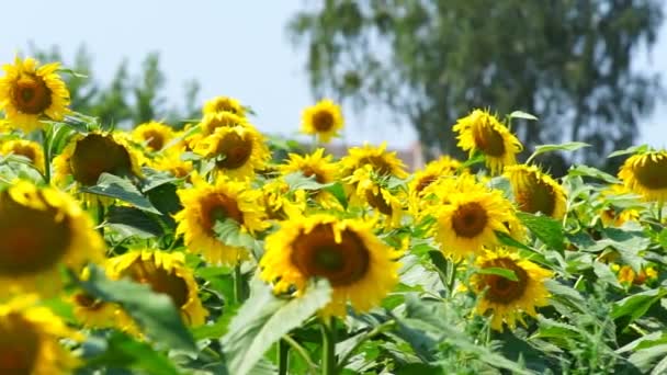 Sonnenblumen blühen an einem heißen Tag — Stockvideo