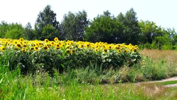 Girasole fiorisce in una giornata calda — Video Stock