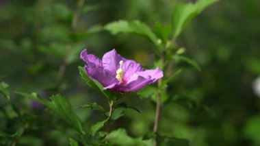 Sharon Hibiscus Syriacus 'ün gülü Yıldız patlaması şifon çalısı üretken beyaz ve soluk pembe çiçekler trompet şeklinde kırmızı menekşe boğazlı, arıları çeken