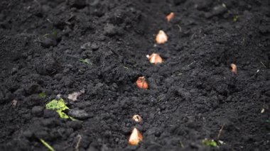 Bahçe yatağında bir sırada lale soğanı dikmek. Sonbahar bitkileri verimli kara topraklarda bile sıra sıra ekiliyor..