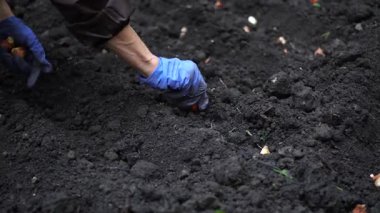 Bahçe yatağında bir sırada lale soğanı dikmek. Sonbahar bitkileri verimli kara topraklarda bile sıra sıra ekiliyor..