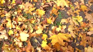 Sarı yapraklar sonbahar parkında yere düşer. Sonbahar manzarası.