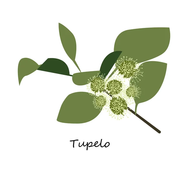 Tupelo Flor vector —  Vetores de Stock