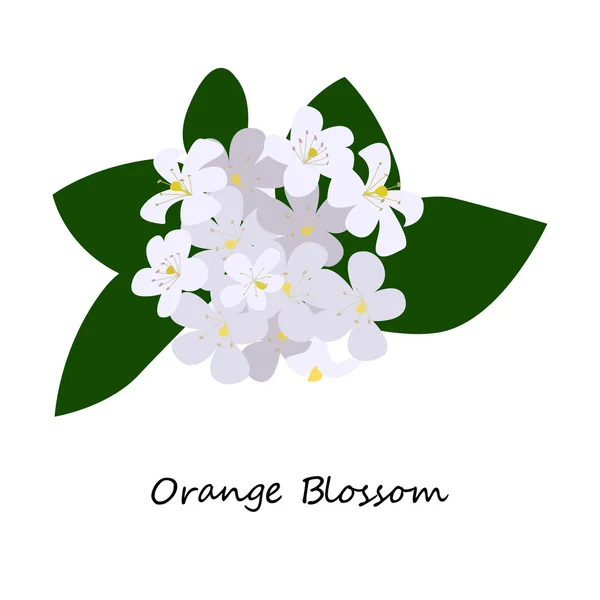 Orange blossom virág — Stock Vector
