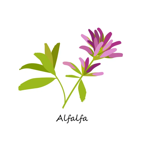 Alfalfa, Medicago sativa. — Stock vektor