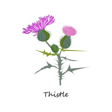 Thistle çiçek ve bud çizimi