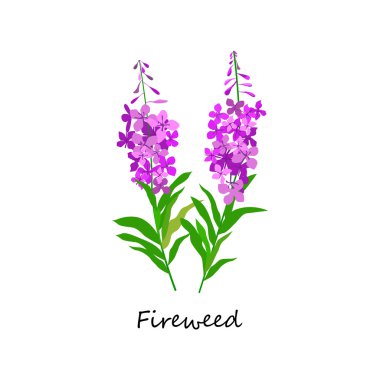 Chamaenerion. Fireweed. Wildflower. Botany Set herbs.  clipart