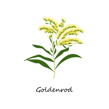 Solidago canadensis, Goldenrod çiçeği. Botanik Seti otlar. 
