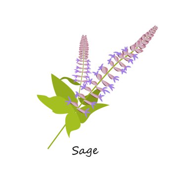 Adaçayı çiçeği. Botanik Seti otlar. 