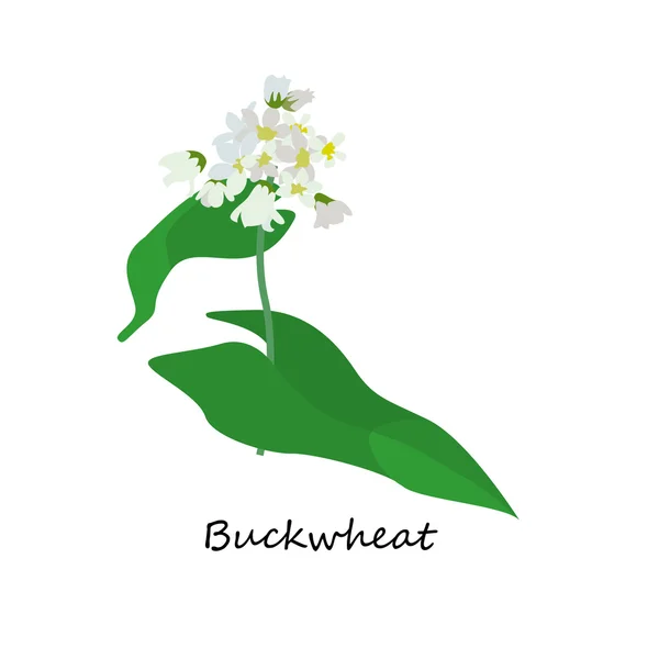 Boekweit. Illustratie van bloem — Stockvector