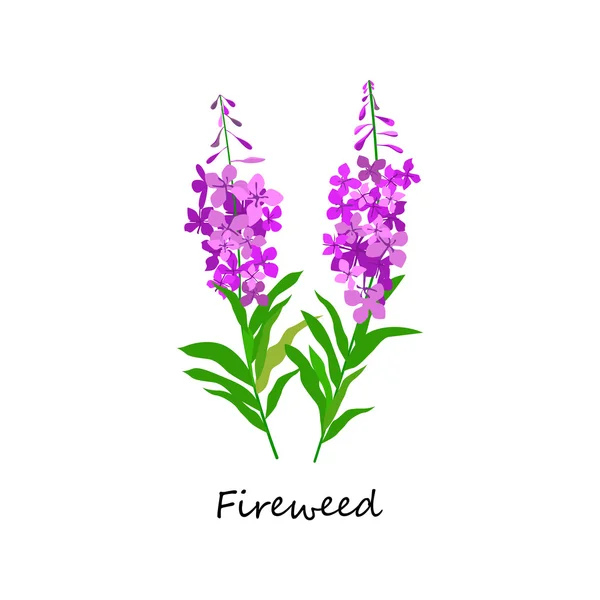 Chamaenerion. Fireweed. Flor silvestre. Botânica conjunto de ervas . —  Vetores de Stock