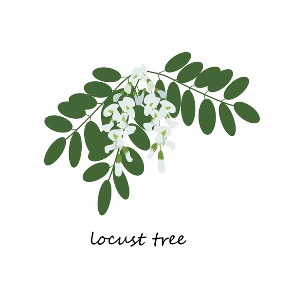 Locust Tree, falsk Acacia blomma — Stock vektor