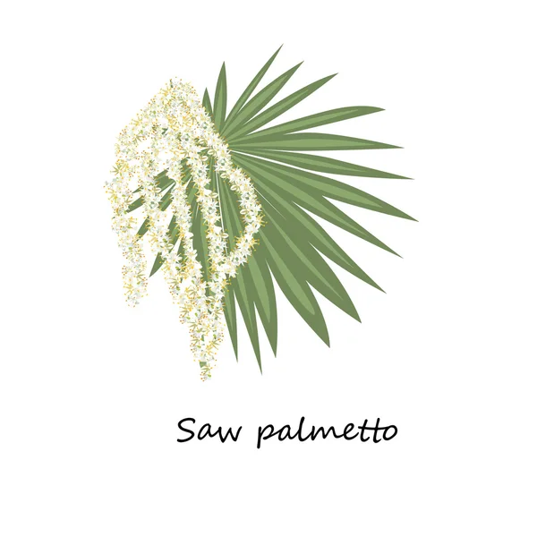 Saw palmetto fiore . — Vettoriale Stock