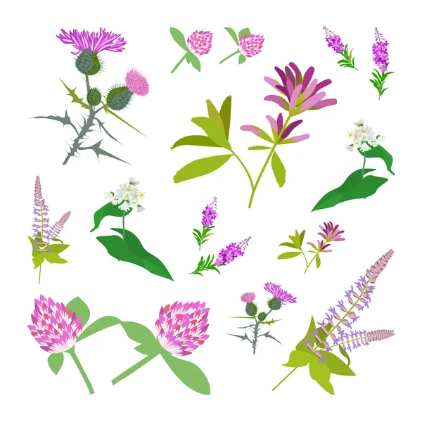Rajzolóeszközök vadvirágok — Stock Vector