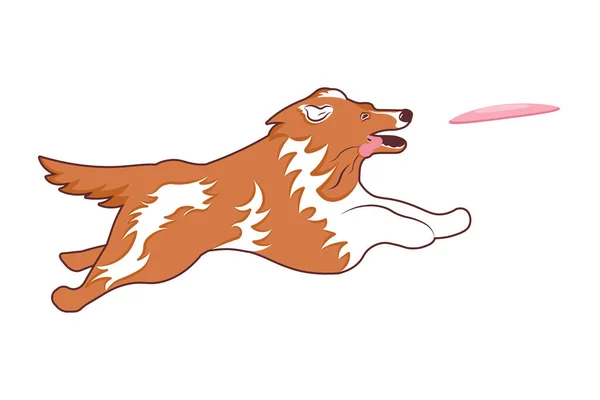 Niedlicher Collie-Hund springt, um eine fliegende Scheibe zu fangen — Stockfoto