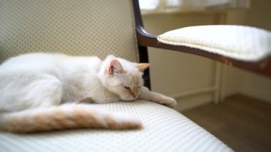 Bir dişi kedi sandalyenin üstüne yatıyor