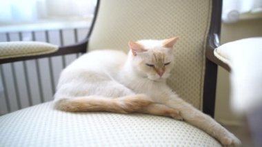 Bir dişi kedi sandalyenin üstüne yatıyor