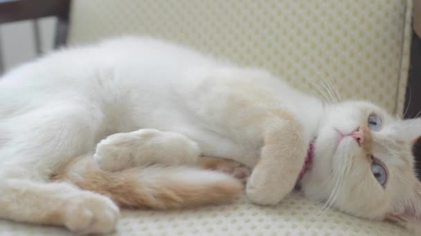 Um gato fêmea deita-se na cadeira e ela olha para algo e olha com raiva — Vídeo de Stock
