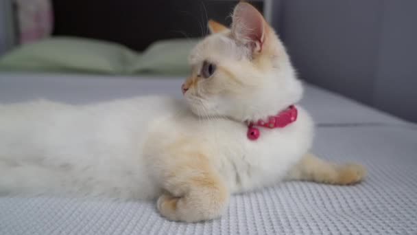 A female cat lies on the bed — Stock Video