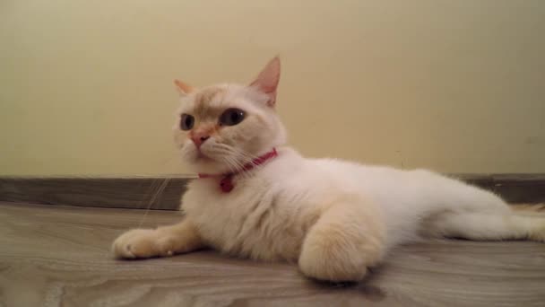 Um gato fêmea jaz no chão, ponto vermelho siamês — Vídeo de Stock