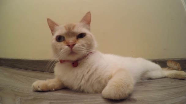 Una gata hembra yace en el suelo, punto rojo siamés — Vídeo de stock