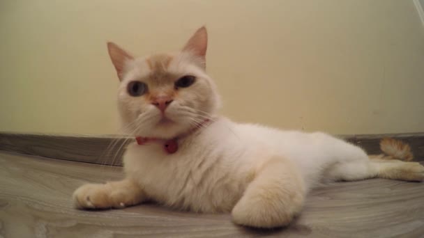 vidéo de la chatte