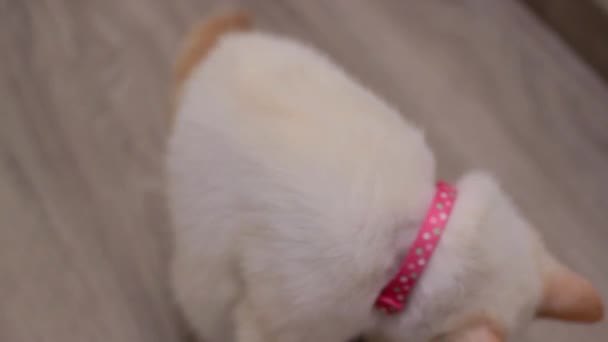 En kvinnlig katt ser ut på den kameran, röd punkt siamese — Stockvideo